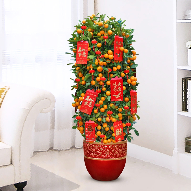古达年货金桔树金橘树室内观果植物盆栽春节年宵花卉年桔带果