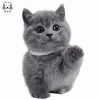 麦比佳 英短蓝猫 矮脚猫蓝胖子 纯种网红曼基康矮脚蓝猫 双血统级英国短毛猫英短蓝猫活物宠物猫咪幼崽疫苗驱虫公母有视频挑选