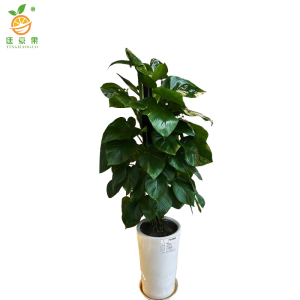 廷豪果 一年生绿萝柱 180cm /盆