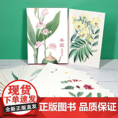 明信片《千红》水彩大师爱德华兹绘 32张名家花卉水彩画册集艺术明信片小卡片手绘插画简约小清新文艺日系复古风生日贺卡创意礼