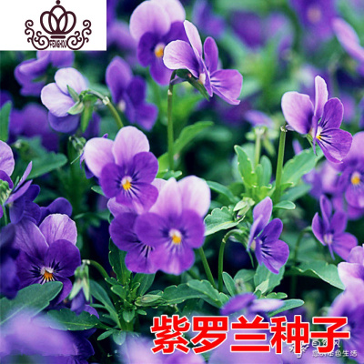 封后旱荷花种垂吊爬藤花卉种籽室内阳台盆栽春夏秋播种四季紫罗兰500粒+肥