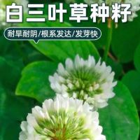 白三叶草籽 耐寒耐旱种子 单位/公斤