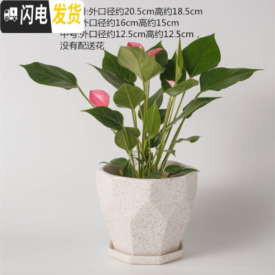 三维工匠陶瓷花盆北欧特大号中号简约桌面多肉盆栽绿萝吊兰带托盘 乳白色228亚白点 特大花盆容器