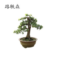 路轶森 罗汉松高 1.5米 棵