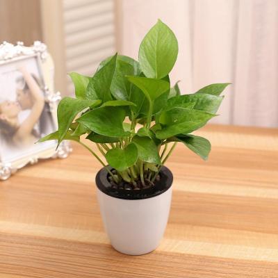 【带盆栽好，绿植盆栽套装】绿萝财树吊兰绿植盆栽花卉常藤虎皮兰室内盆景办公室水培植物园艺用品花卉绿植盆栽
