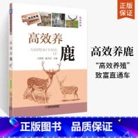 [正版]高效养鹿 梅花鹿养殖书籍 鹿养殖技术资料大全 养鹿书籍 马鹿水鹿坡鹿白唇鹿饲养书籍 饲料配制 鹿疾病防治产品加