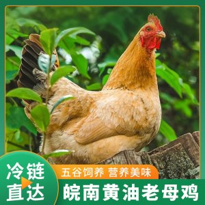 雀淘 正宗皖南黄油老母鸡2-2.3斤/只 2只装 整鸡净膛冷冻竹林慢养鸡走地鸡