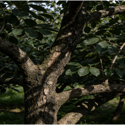 诚智旺 柿子树 4公分粗/棵