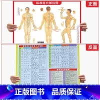 标准经穴部位图 [正版]标准经穴部位图 含 经络图 常见病历灸取穴参考表 常用体穴参考表艾灸注意事项人体肌肉神经解刨挂图