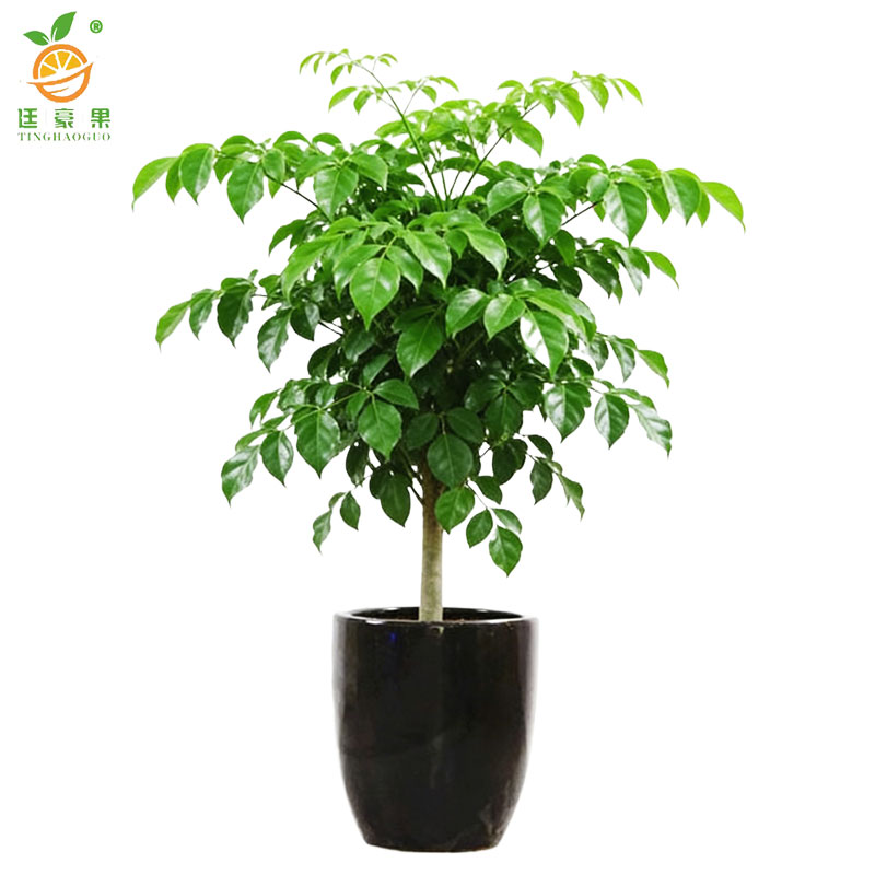 廷豪果 幸福树盆栽 XZ-1465# /盆