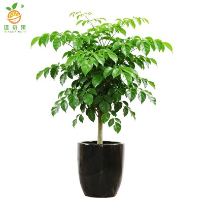 廷豪果 幸福树盆栽 XZ-1465# /盆