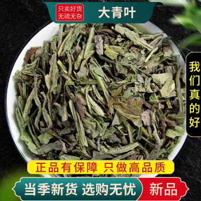 大青叶100克大青叶茶干货板蓝根叶子大青叶煮水泡茶9260