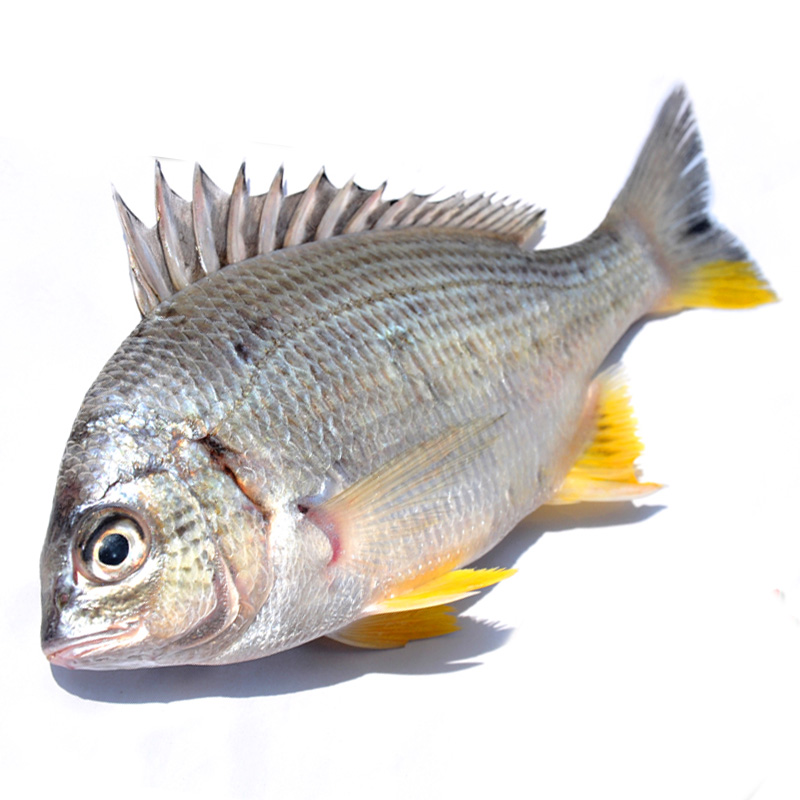 [四海生鲜] 东山岛海钓黄翅鱼(1斤6条左右)纯野生黄立鱼黄脚立 新鲜