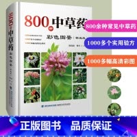 [正版] 800种中草药彩色图鉴 精选版 中草药图鉴 中草药材大全 中药 配方 中药图解 中草药彩图大全书 图解 中医药