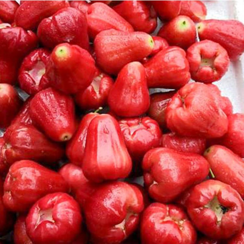 [现摘]黑金刚莲雾5斤当季新鲜热带水果海南特产雾莲果 1斤精品果(果农