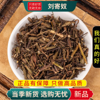 甄选刘寄奴100克干货正品货金寄奴九里光北刘寄奴干货9260