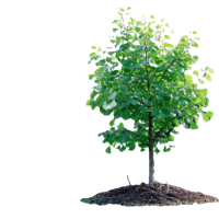 诚智旺 银杏树 10年生直径10-15㎝ 棵