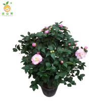 廷豪果 茶花盆栽 40cm /棵