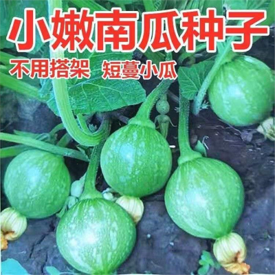 一串铃嫩南瓜种子回固菜用小南瓜种籽春季秋季小青瓜阳台盆栽蔬菜种子