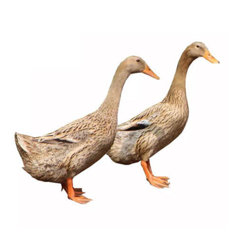 农家鸭子活体 土鸭 新鲜鸭子老鸭鸭肉麻鸭边腿鸭爪鸭胗鸭头鸭脖子 2只