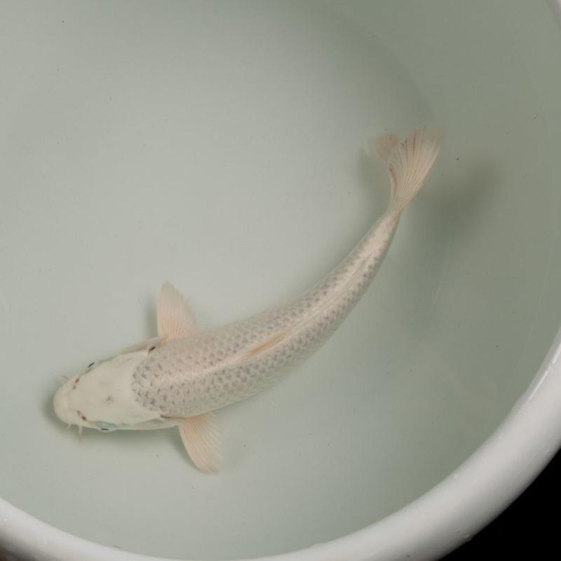 冷水锦鲤黑金白金黄锦龙凤招财黑鱼金鱼活体直销批发镇宅 白金15-18cm