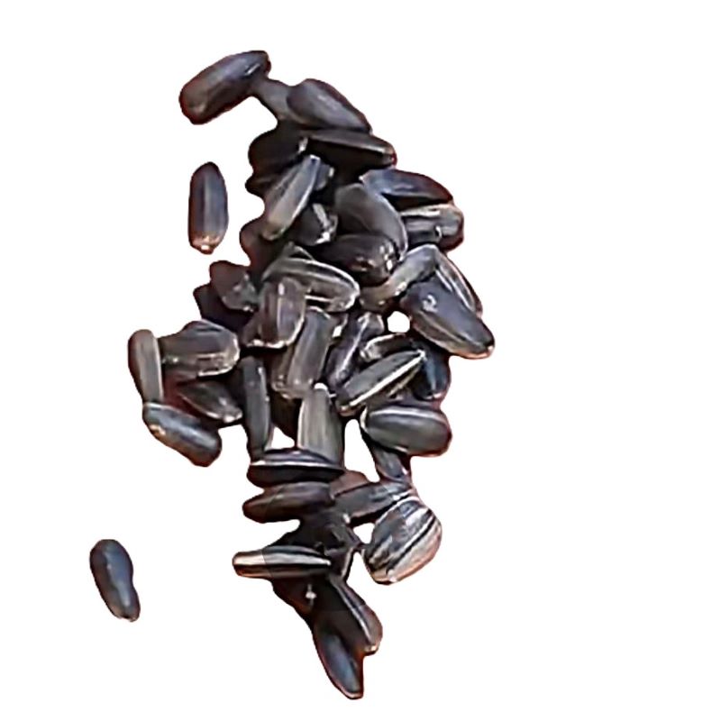 诚智旺 玩具熊向日葵花籽 500g /袋