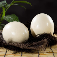 [熊猫鸟]顺丰快递 新鲜鸵鸟蛋 2.5斤/个 食用超大蛋可 鲜蛋送礼雕刻 大蛋