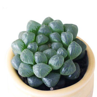 津沽园艺桌面多肉盆栽冰灯玉露套装桌面绿植小盆栽含盆土多肉植物小套装