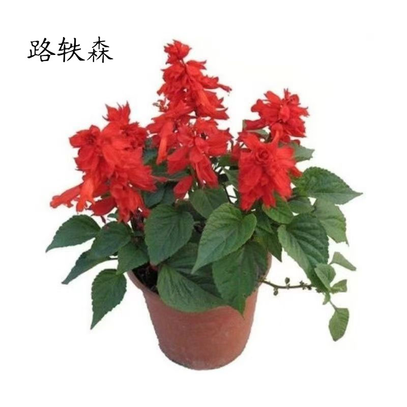 路轶森 一串红 30cm 株