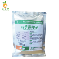 廷豪果 四季青种子 四季青草籽 进口草坪种子 500g/袋