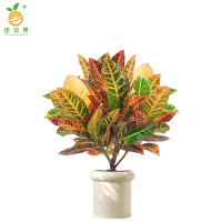 廷豪果 七彩变色木 50cm高 棵