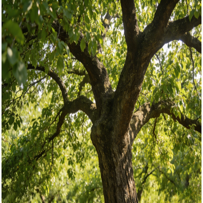 诚智旺 杏树 6公分粗/棵