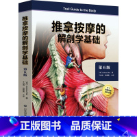 推拿按摩的解剖学基础:第6版 [正版]推拿按摩的解剖学基础 第6版 (美)安德鲁·比尔 著 丁自海,张露青 译 基础医学