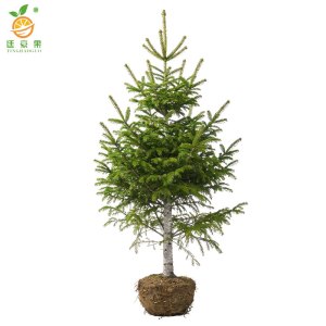 廷豪果 白皮松 高度约2.5米 /棵