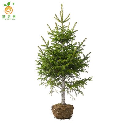 廷豪果 白皮松 高度约2.5米 /棵