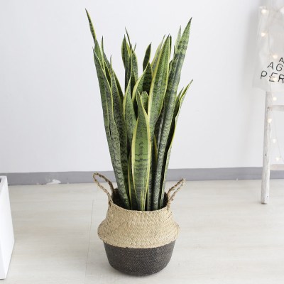 虎皮兰植物大型绿植吸甲醛盆栽客厅卧室净化空气大金边虎尾兰虎皮兰-黑底竹编盆-高0.9-1m左右带盆栽好