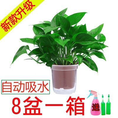 绿萝盆栽室内弹痕净化空气绿萝长藤垂吊水培植物盆景大绿箩120原装自吸水8盆+壶1+液2带盆栽好