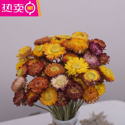 雏菊网红小雏菊干花摆件家居装饰 fenghou 【麦秆菊】彩色40朵2v6xy5