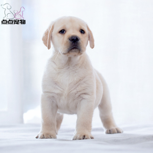 [点点宠物]宠物狗狗 纯种拉布拉多犬幼犬 血统级拉布拉多 短毛家养健康宠物狗高智商导盲犬 黄色奶白色黑色可视频挑选