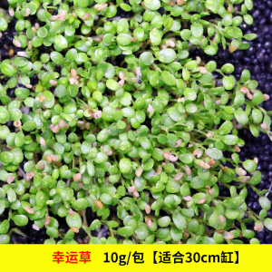 鱼缸装饰水草种子 前景造景 迷你真水草小对叶草皮种子牛毛毡