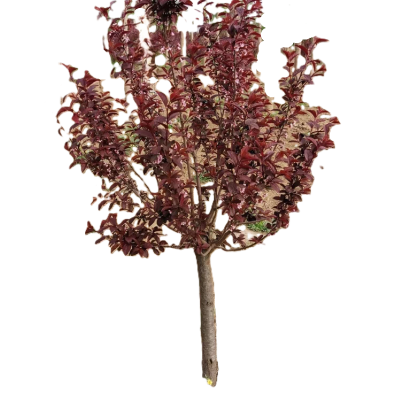 诚智旺 红叶李球 冠幅80cm /棵