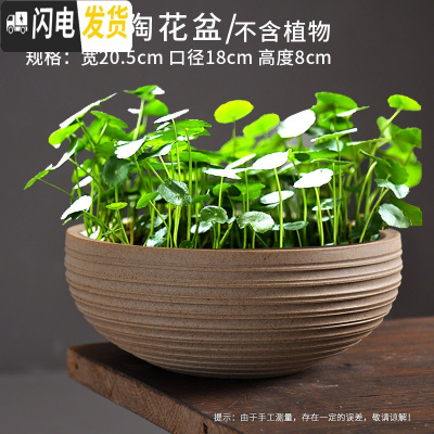 三维工匠水仙花盆陶瓷无孔水培容器铜钱碗莲一叶莲植物盆特大号 款式16 中等花盆容器