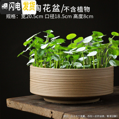 三维工匠水仙花盆陶瓷无孔水培容器铜钱碗莲一叶莲植物盆特大号 款式18 中等花盆容器