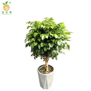 廷豪果 幸福树盆栽 XZ-1465# /盆