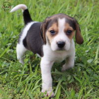 麦比佳宠物 比格犬幼犬 宠物狗比格犬狗狗活体纯种双血统短毛猎兔犬比格鲁中小型高智商家庭犬比格打猎狗视频挑选包健康