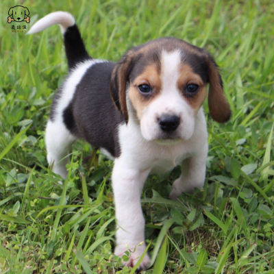 麦比佳宠物 比格犬幼犬 宠物狗比格犬狗狗活体纯种双血统短毛猎兔犬比格鲁中小型高智商家庭犬比格打猎狗视频挑选包健康