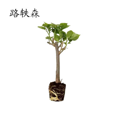 路轶森 三角梅 0.8m 颗