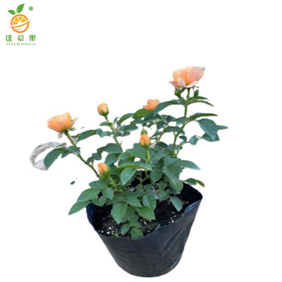 廷豪果 胜春 红粉黄 /颗