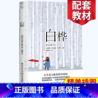 [正版]白桦 四年级阅读小学语文同步阅读 名师经典文学名作 课外拓展阅读 阅读写作能力提升 长江文艺出版社