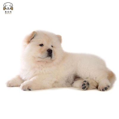 麦比佳 松狮犬幼犬松狮狗狗活体 纯种双血统大骨架大肉嘴松狮狗赛级面包嘴 中大型家庭犬米白色黄色黑色 视频挑选